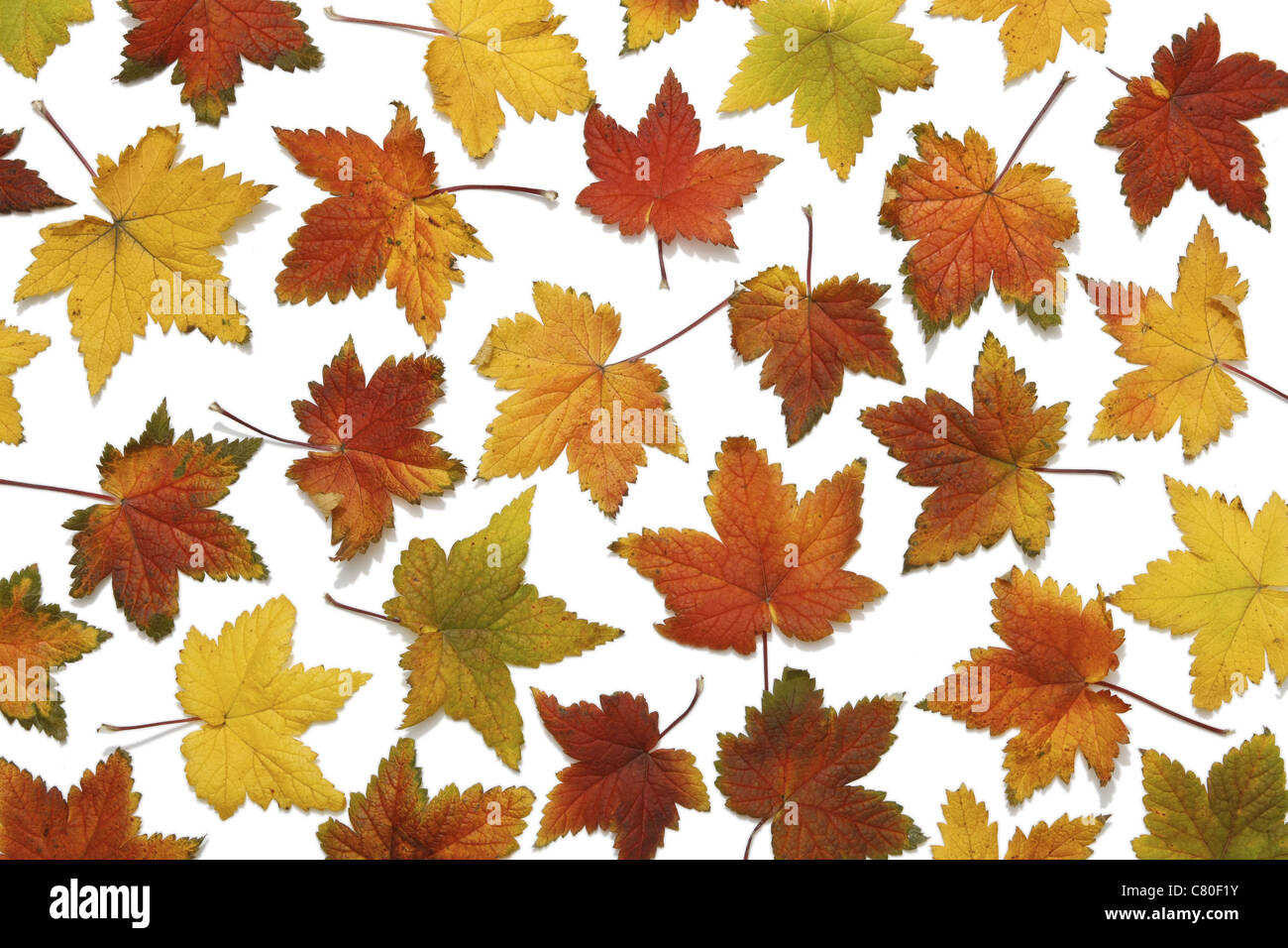 Vielzahl von lebendigen Herbst Blätter isolierten auf weißen Hintergrund Stockfoto