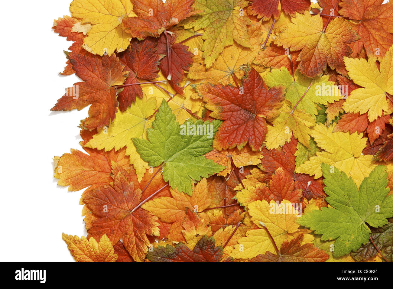 Herbstlaub Hintergrund mit isolierten Leerraum Stockfoto