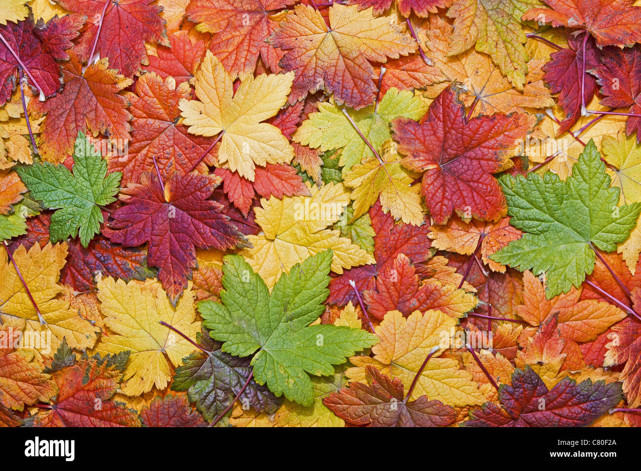 Schönen Herbst Blätter füllen der Rahmen Stockfoto