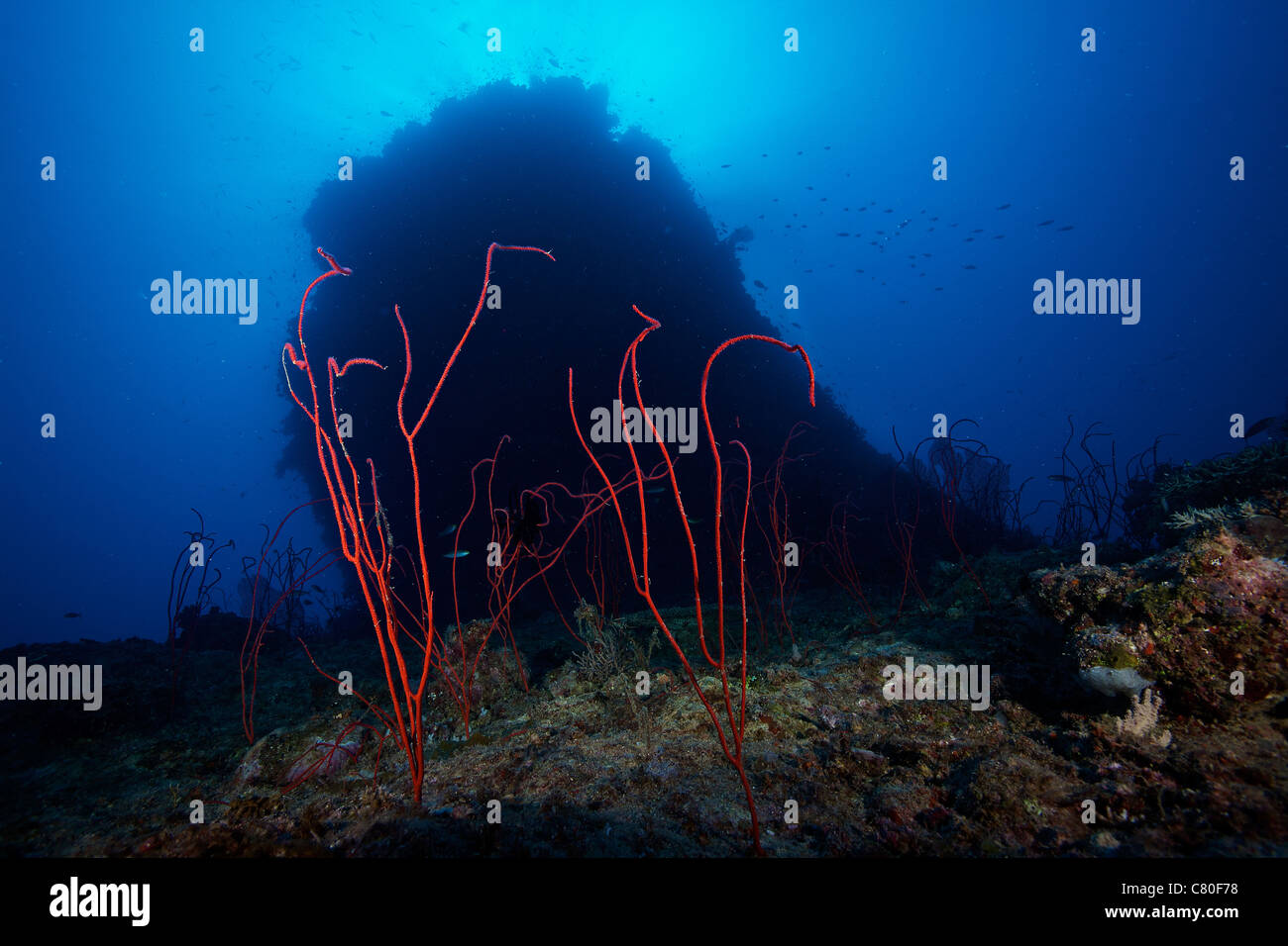 Rotes Meer whip Korallen im tiefen Wasser unterhalb einer großen Korallen Bommie, Fidschi. Stockfoto