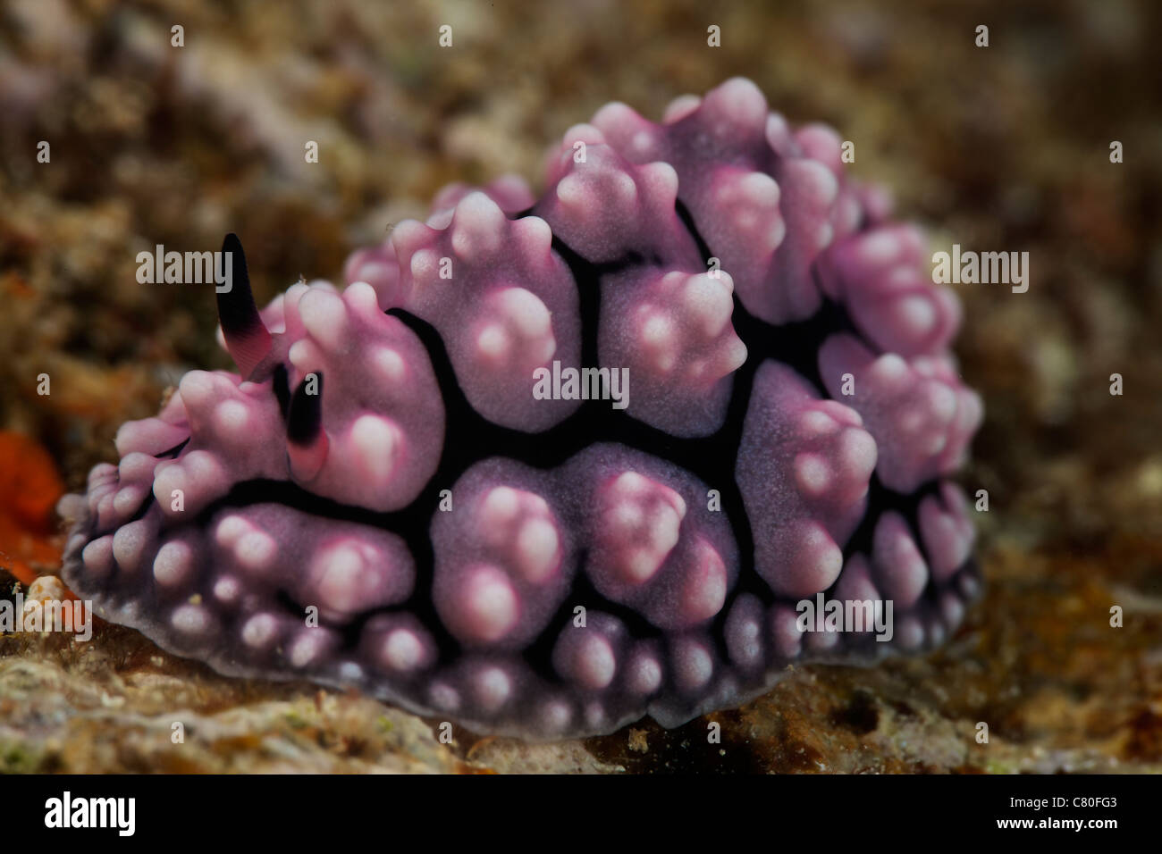 Eine schöne Nacktschnecken ernährt sich von Algen, Fidschi-Inseln. Stockfoto