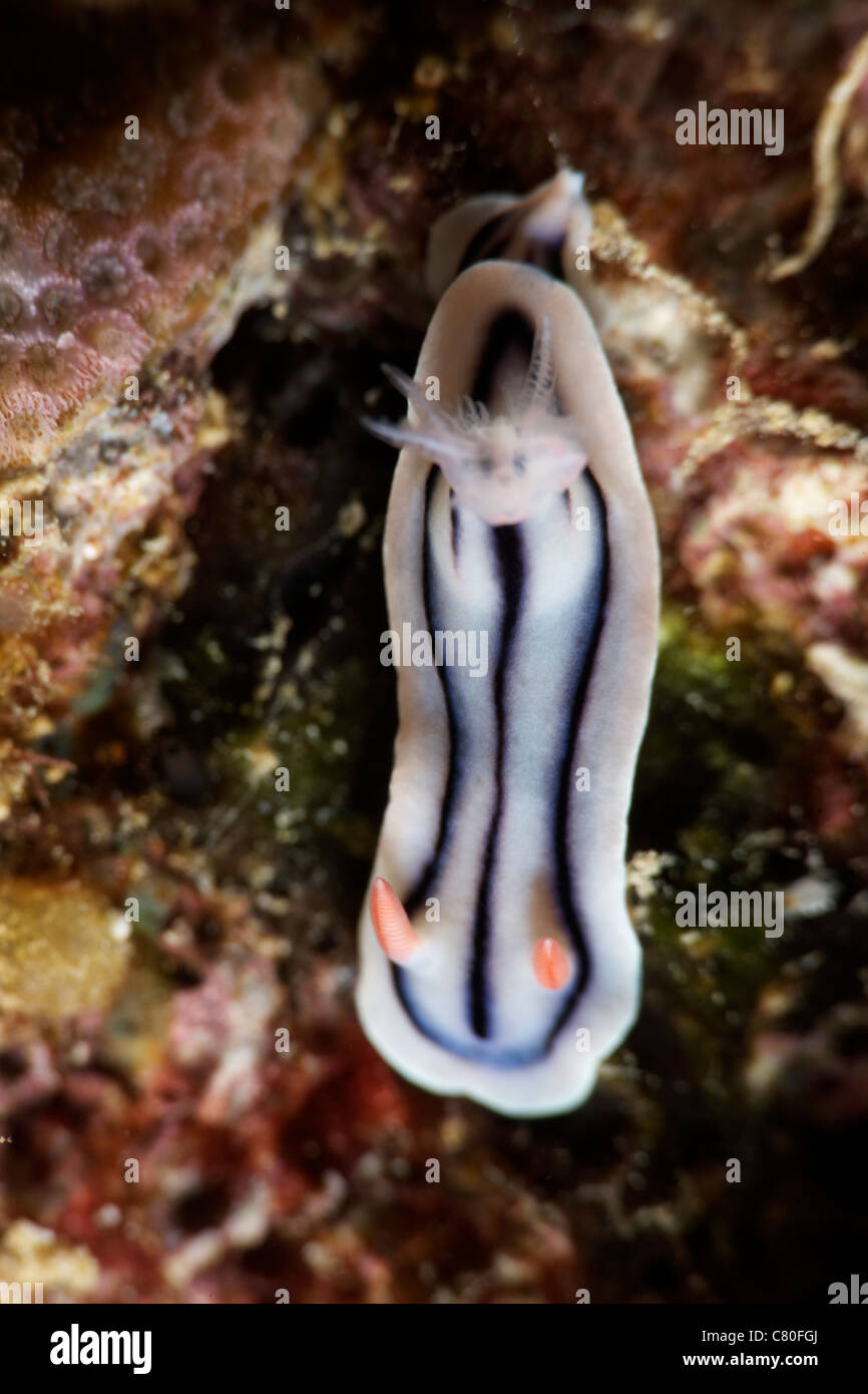 Nahaufnahme von einer Nacktschnecke Fütterung auf das Riff, Fidschi-Inseln. Stockfoto