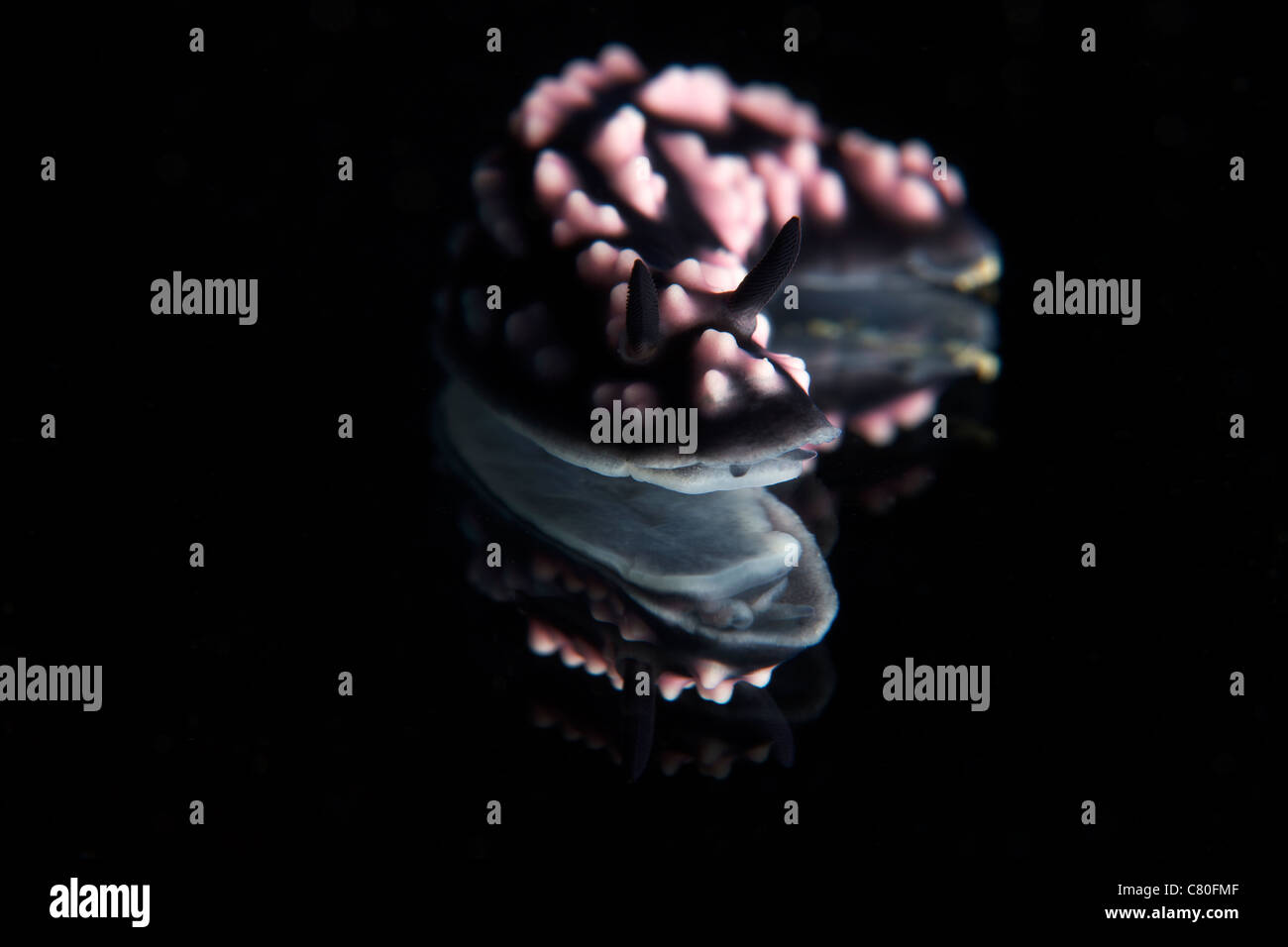 Detailansicht einer wunderschönen Nacktschnecken Reflexion auf einem Spiegel gefangen. Stockfoto