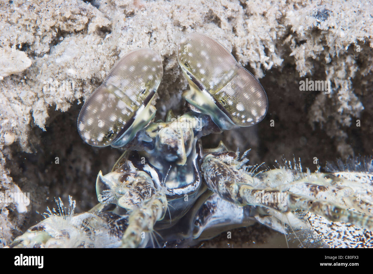 Fangschreckenkrebse durchbohren wartet in seinem Loch für jede ahnungslose Beute vorbei, Papua-Neu-Guinea. Stockfoto
