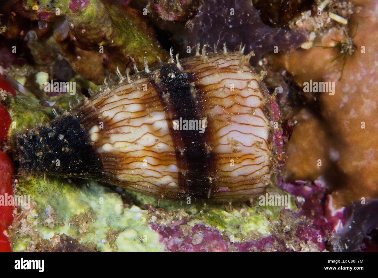Eine kleine Soldat Cone Shell, Papua-Neu-Guinea. Stockfoto
