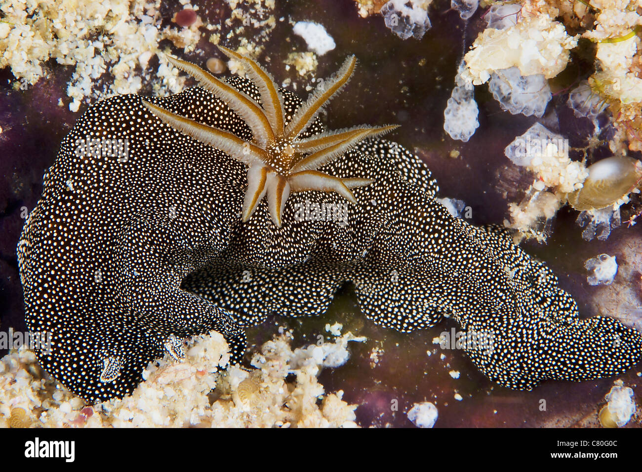 Nacktschnecke ernähren sich von Algen, Papua-Neu-Guinea. Stockfoto