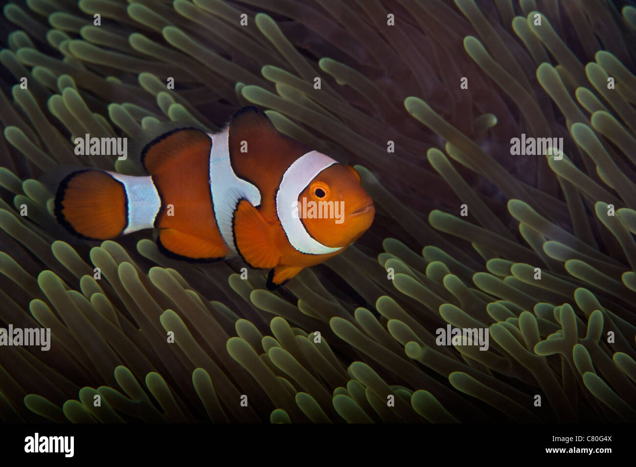 Falsche Ocellaris Clownfish in ihrer Host-Anemone, Papua-Neu-Guinea. Stockfoto