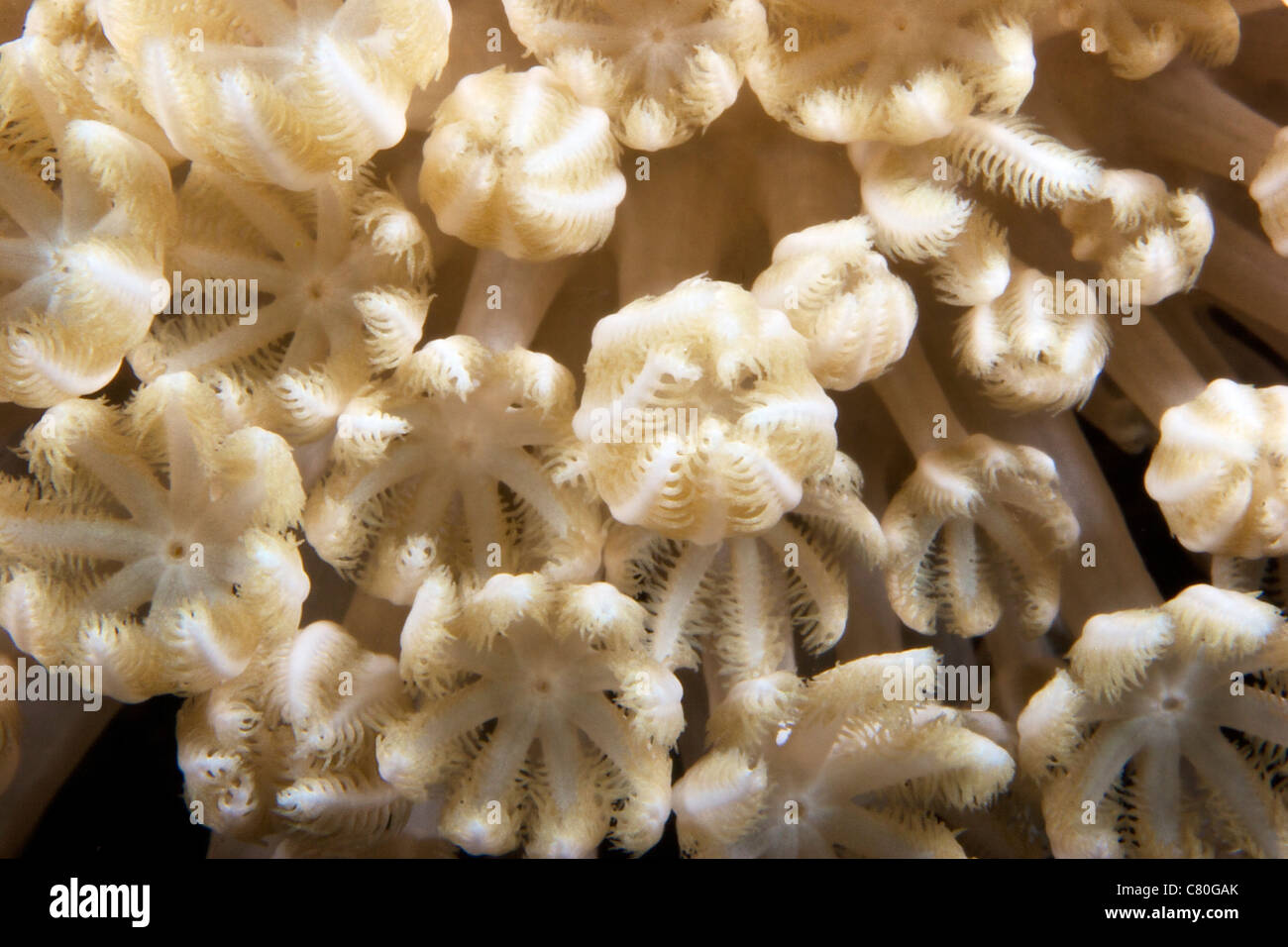 Weiche Korallenpolypen, Fütterung, Papua-Neu-Guinea. Stockfoto