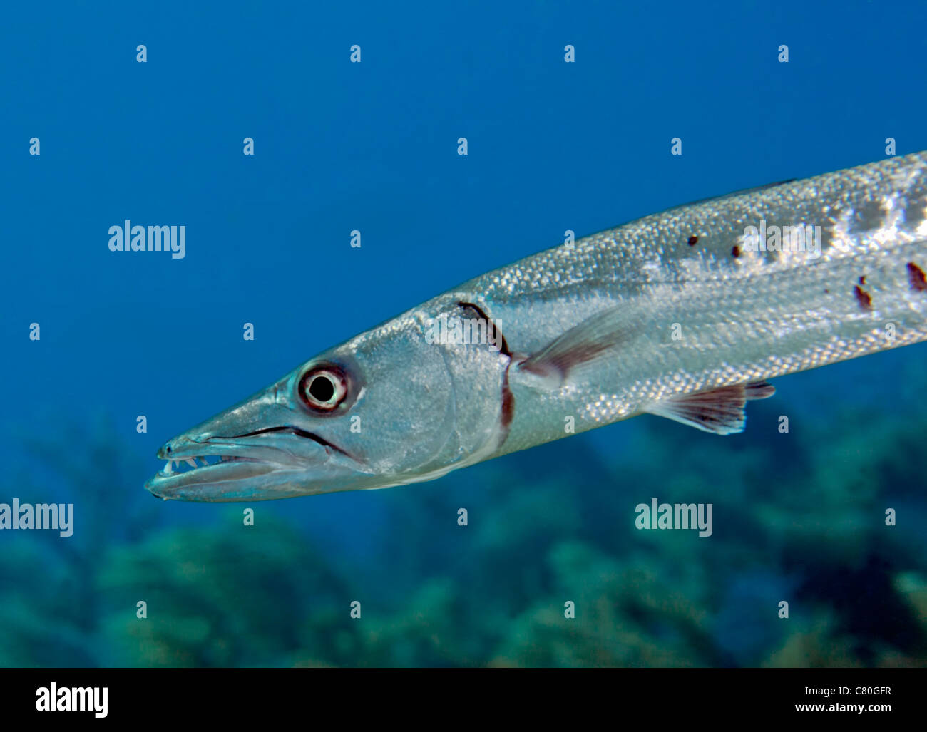Barrakuda zähne Fotos und Bildmaterial in hoher Auflösung Alamy