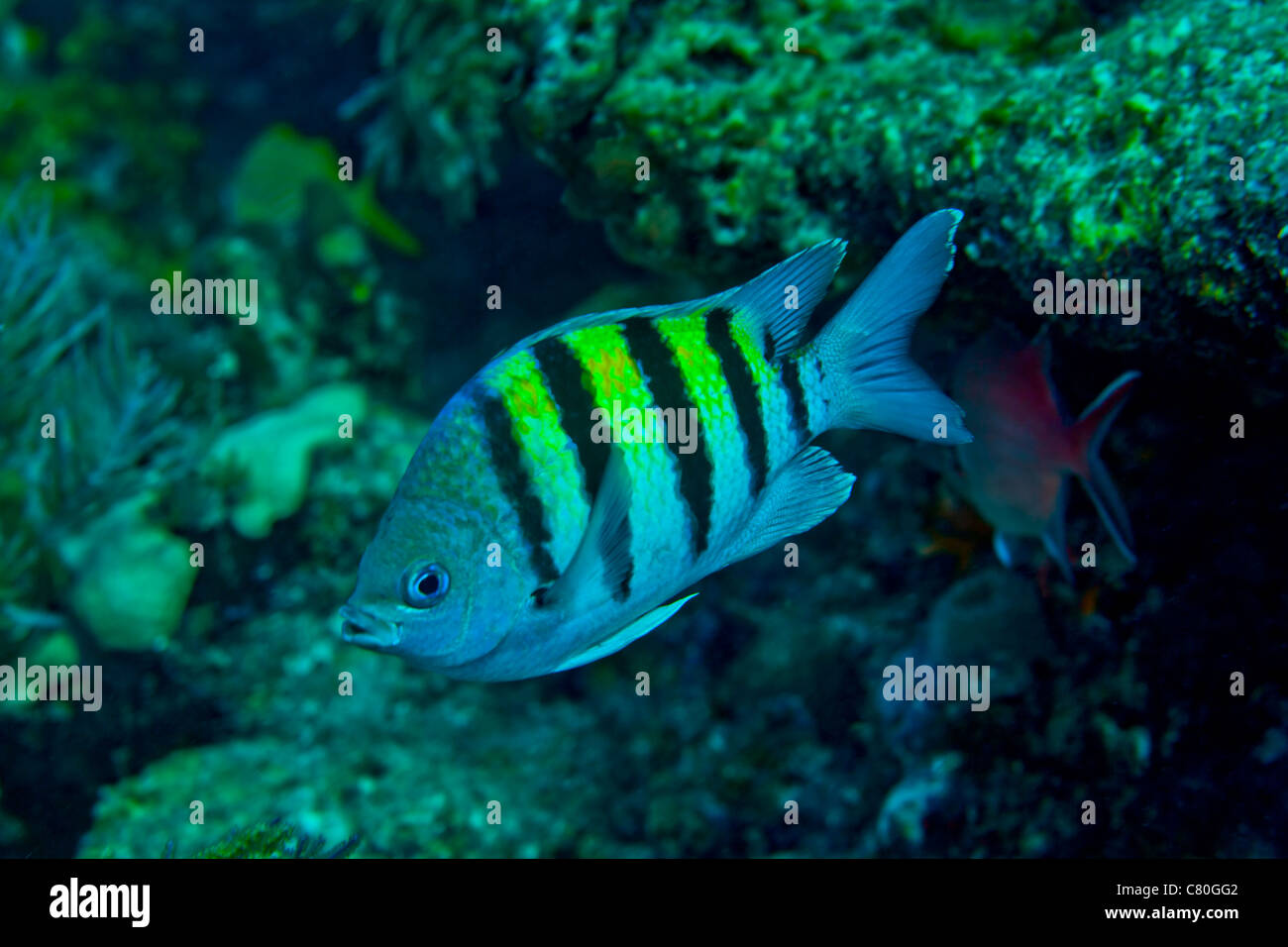 Sergeant-Major Riffbarsche. Stockfoto