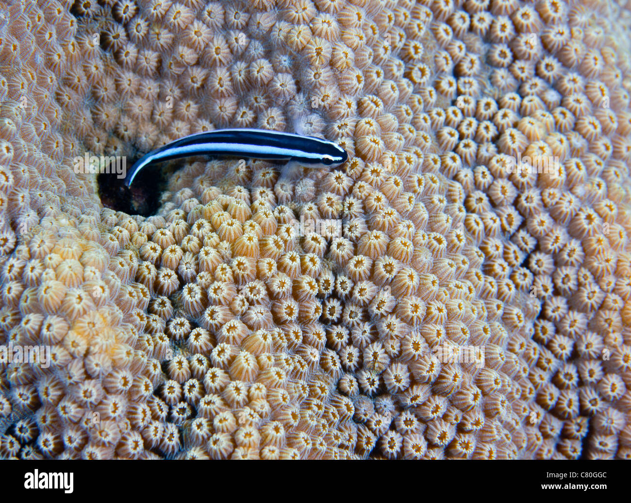 Ein Neon Grundel wirft einen Blick außerhalb seiner Loch in live Boulder Sterne Coral. Stockfoto
