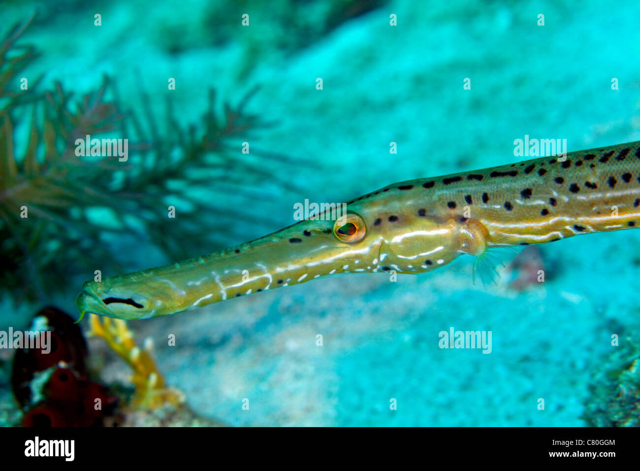 Trumpetfish (Aulostomus Maculatus) Nahaufnahme des Kopfes, Atlantik, Key Largo, Florida. Stockfoto