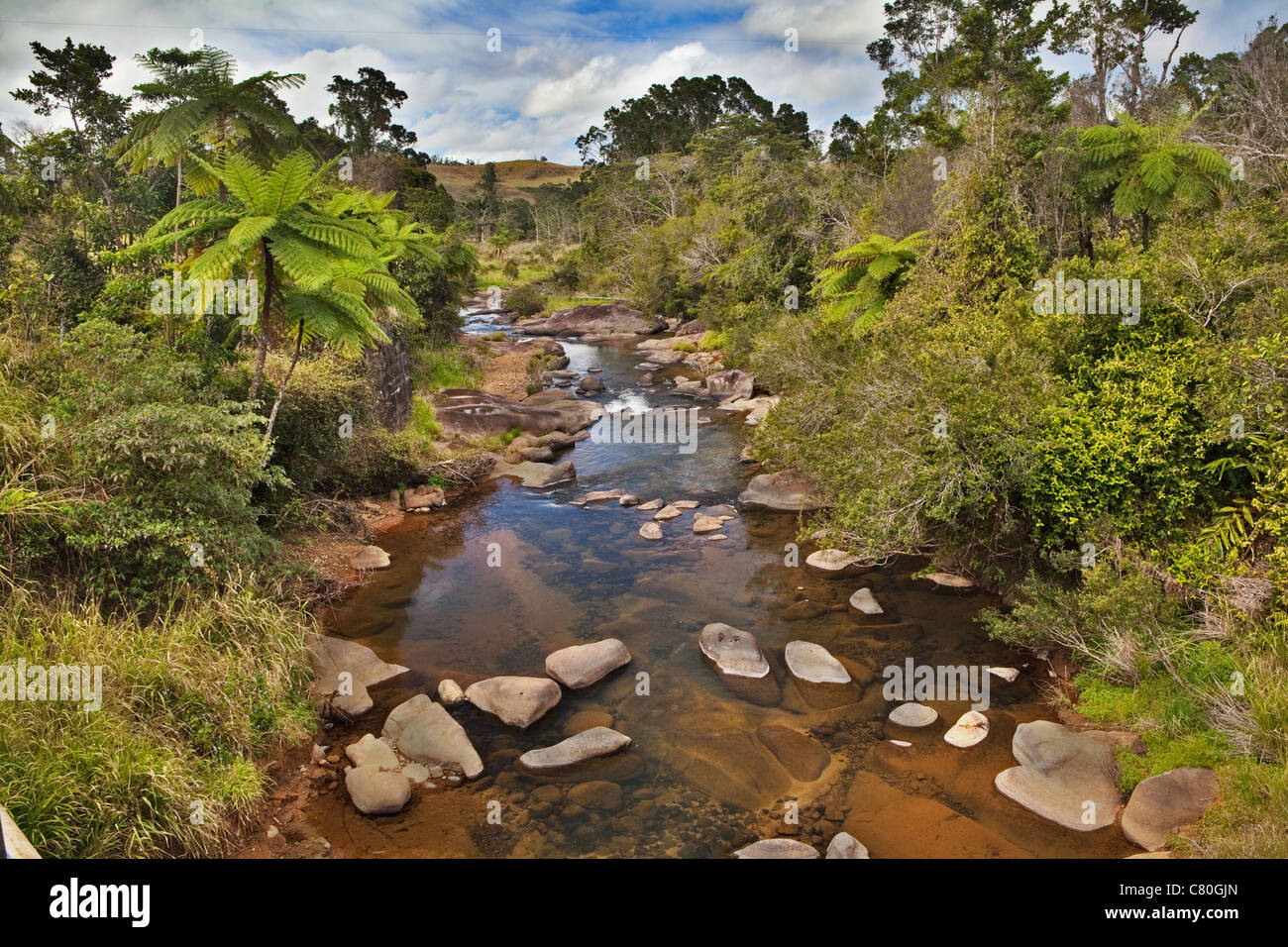 Creek und Farn Bäumen in tropischen Tablelands Queensland Australien reinen und unberührten Wildnis schöne wilde Natur Stockfoto