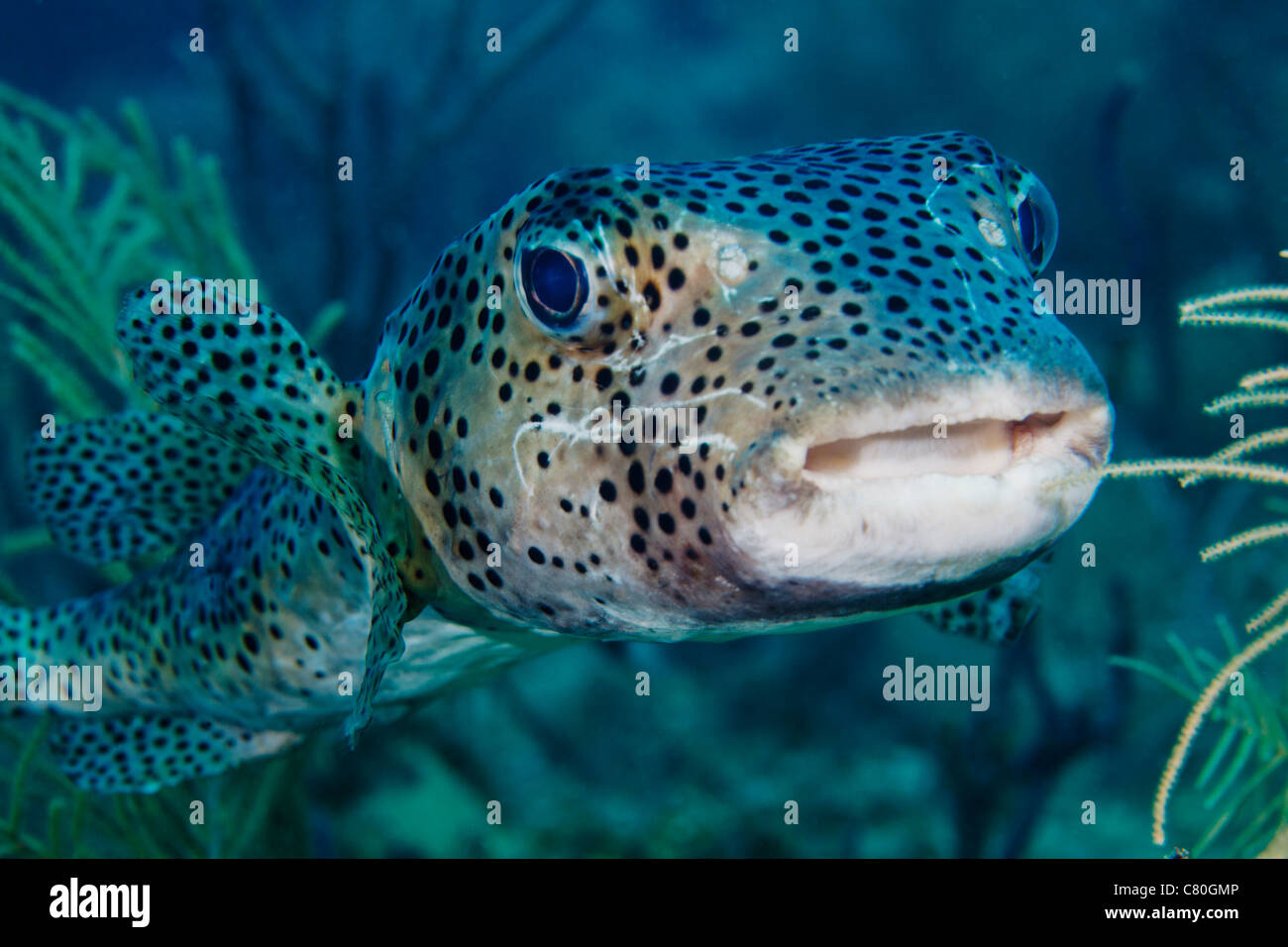 Eine große gefleckte Kugelfisch schwimmt für einen genaueren Blick auf die Photogrpher Kamera aus der Küste von Key Largo, Florida. Stockfoto