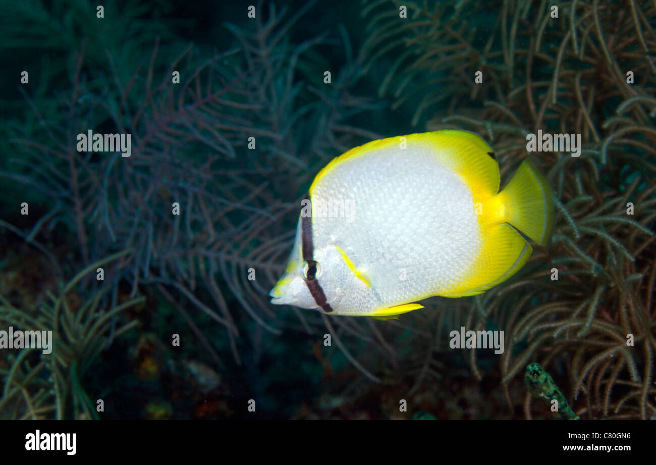 Ein Spotfin Butterflyfish Stockfoto