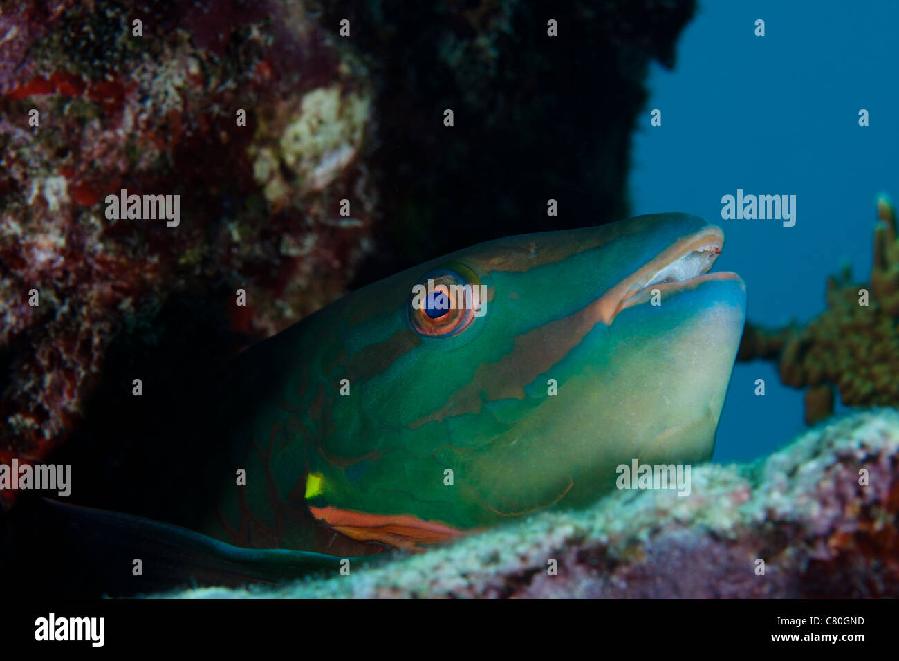 Ein Regenbogen Papageienfisch steckt den Kopf heraus aus einem Loch im Korallenriff. Stockfoto