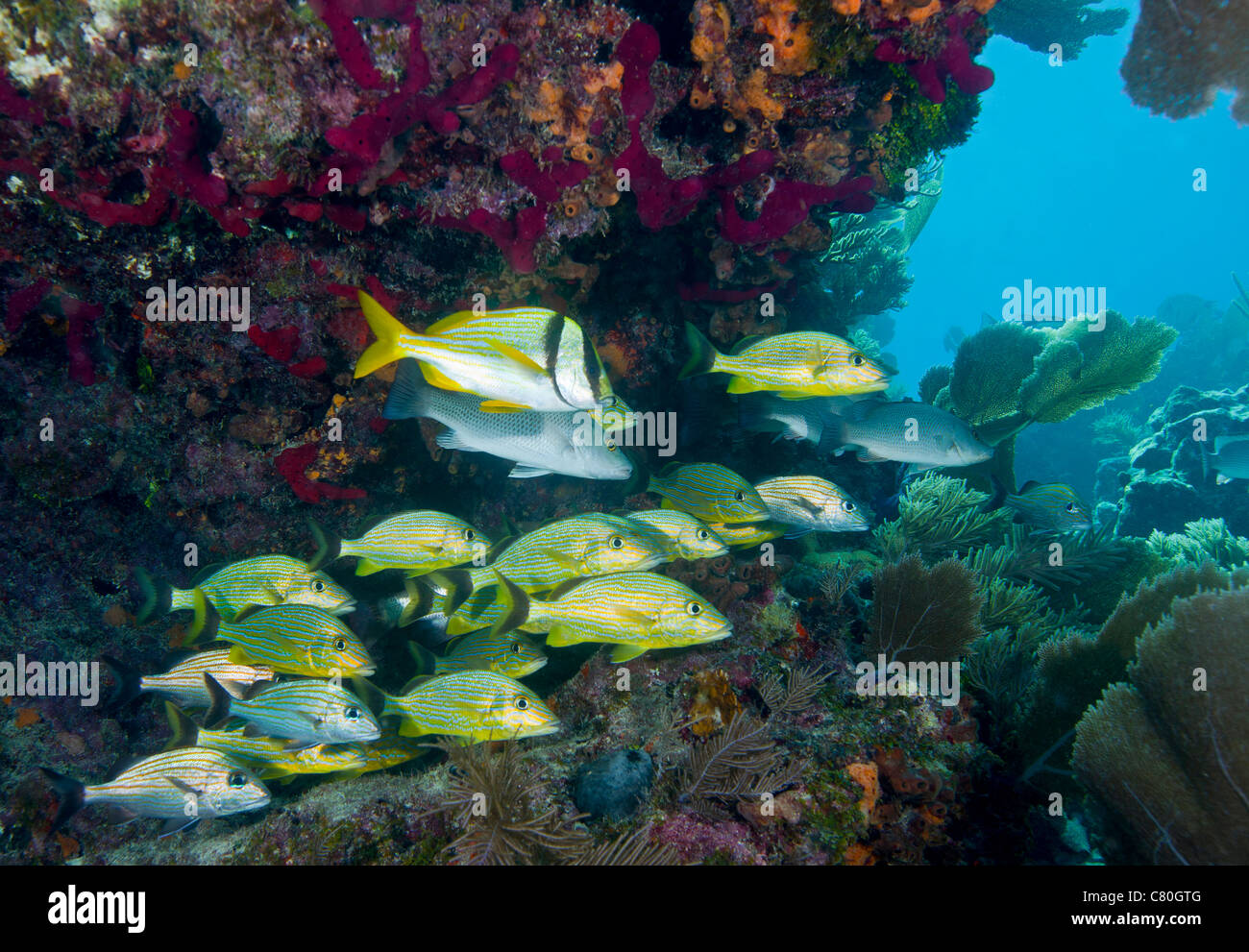 Eine Vielfalt von Grunzen Fische unter einem bunten Korallenriff, Key Largo, Florida. Stockfoto