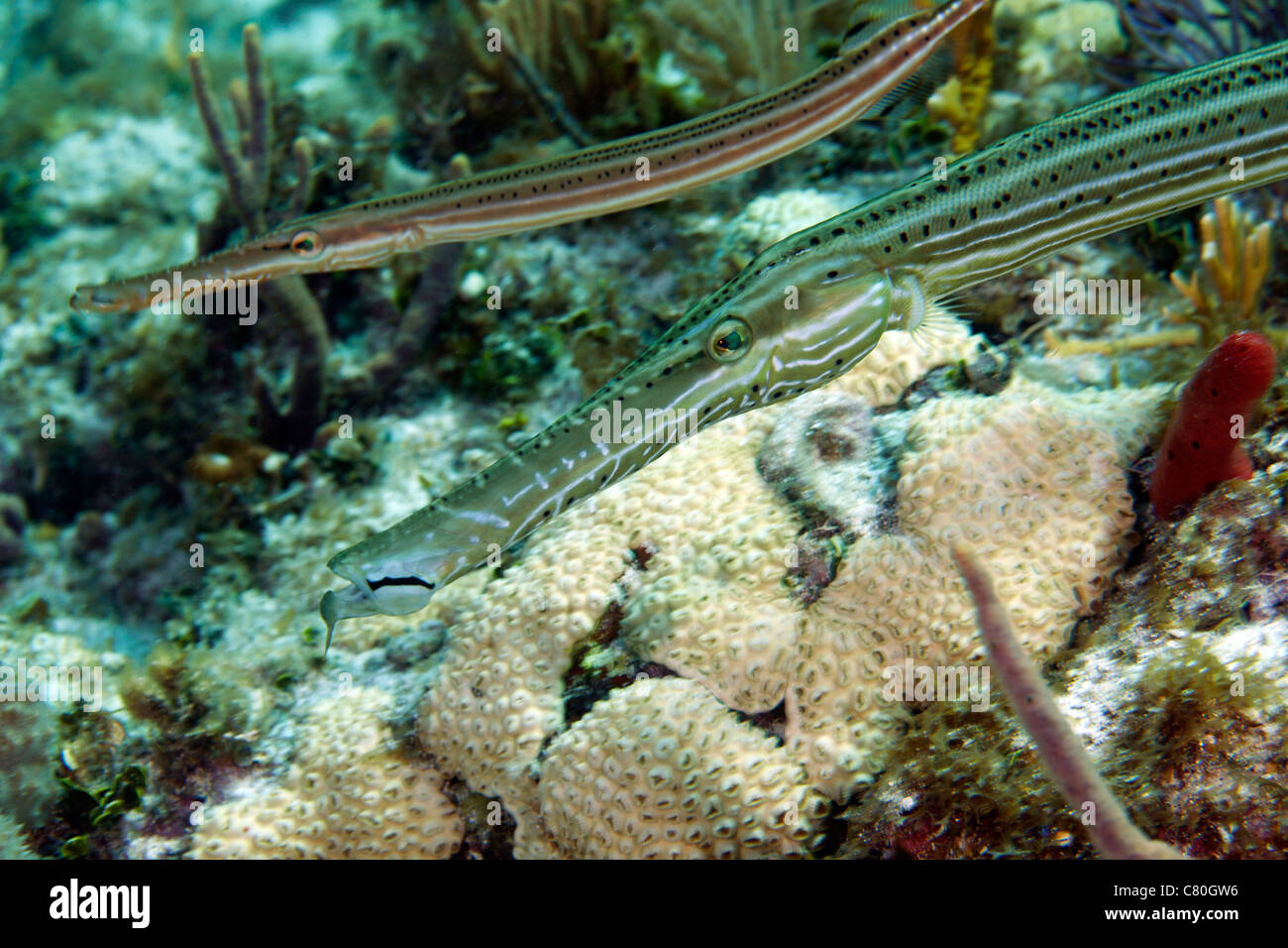 Ein paar Trumpetfish vor der Küste von Key Largo, Florida. Stockfoto