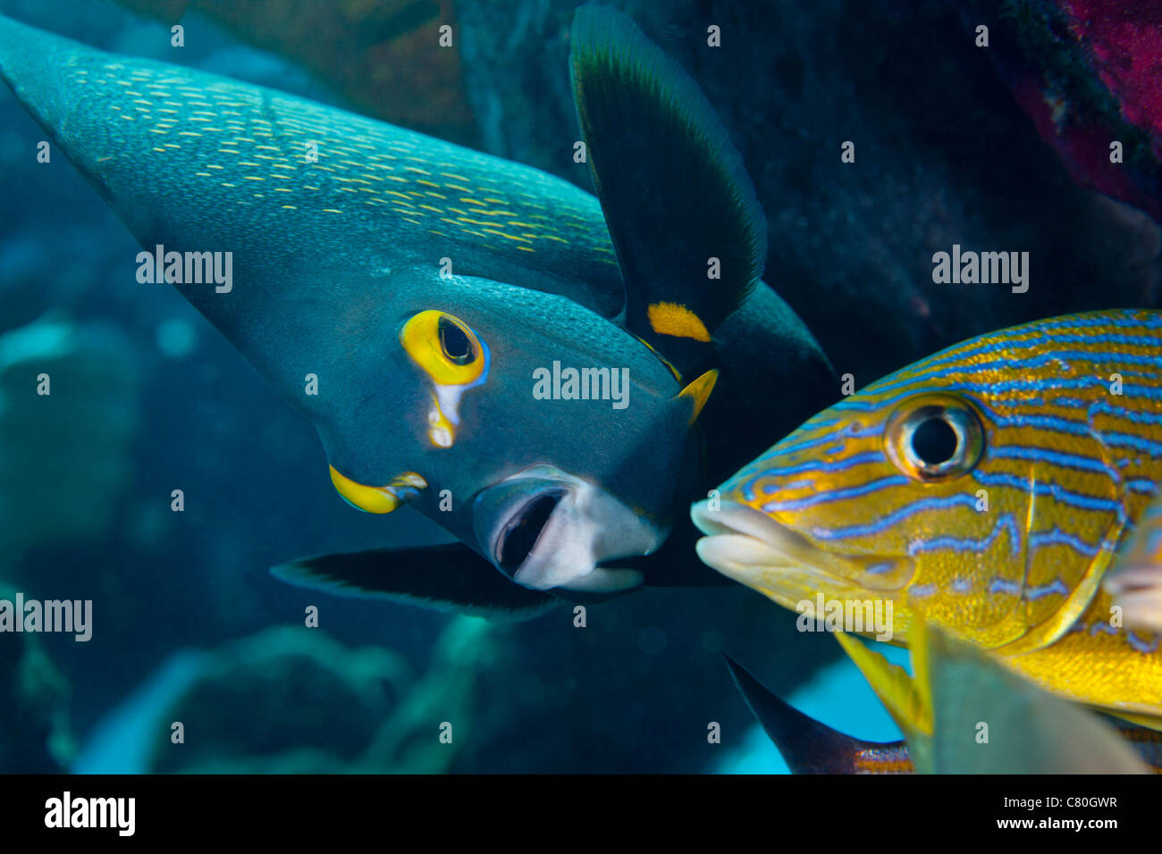 Ein französischer Angelfish schwimmt in der Nähe von einem blau gestreiften Grunzen. Stockfoto