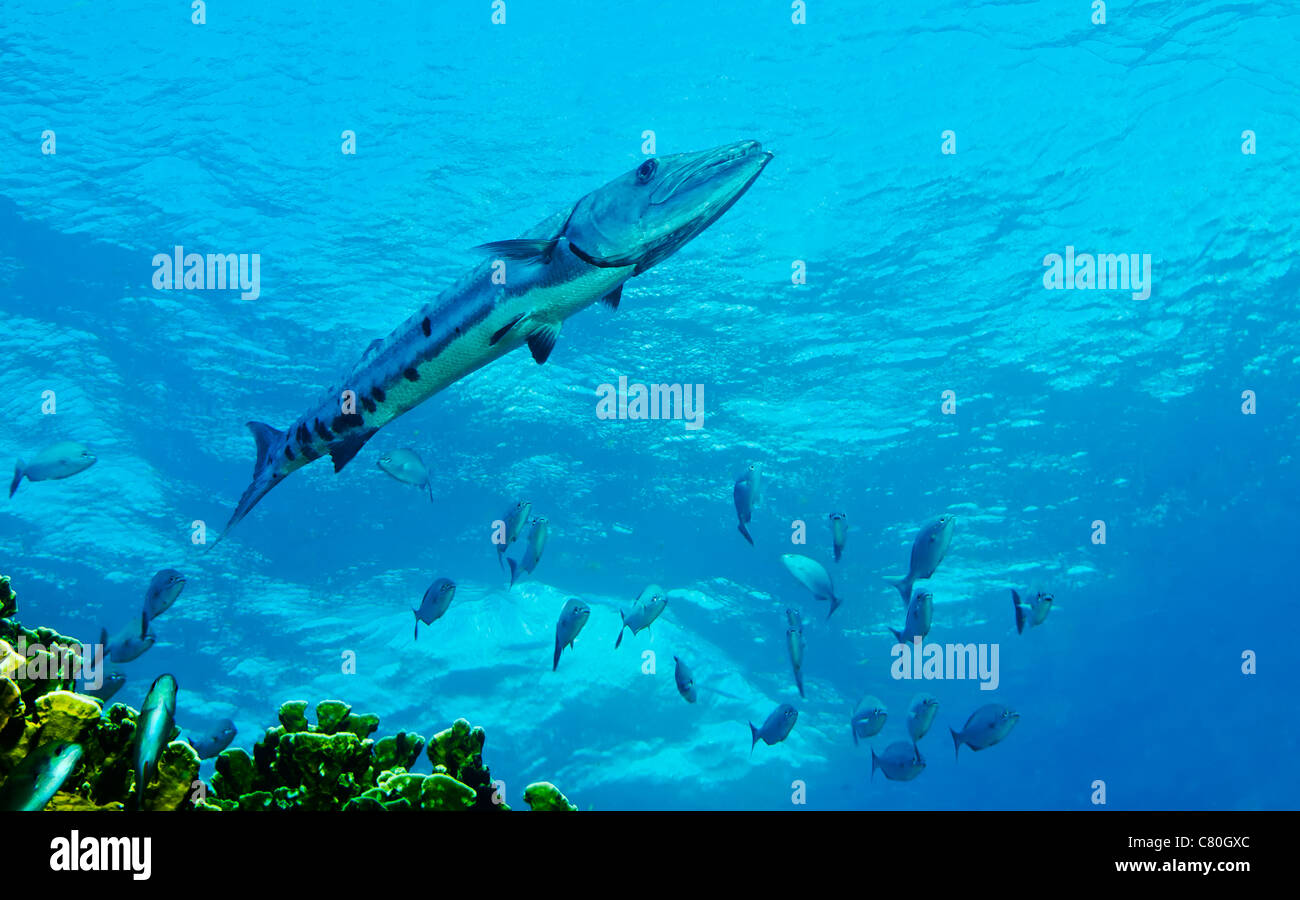 Ein großer Barracuda im Atlantischen Ozean vor der Küste von Key Largo, Florida. Stockfoto