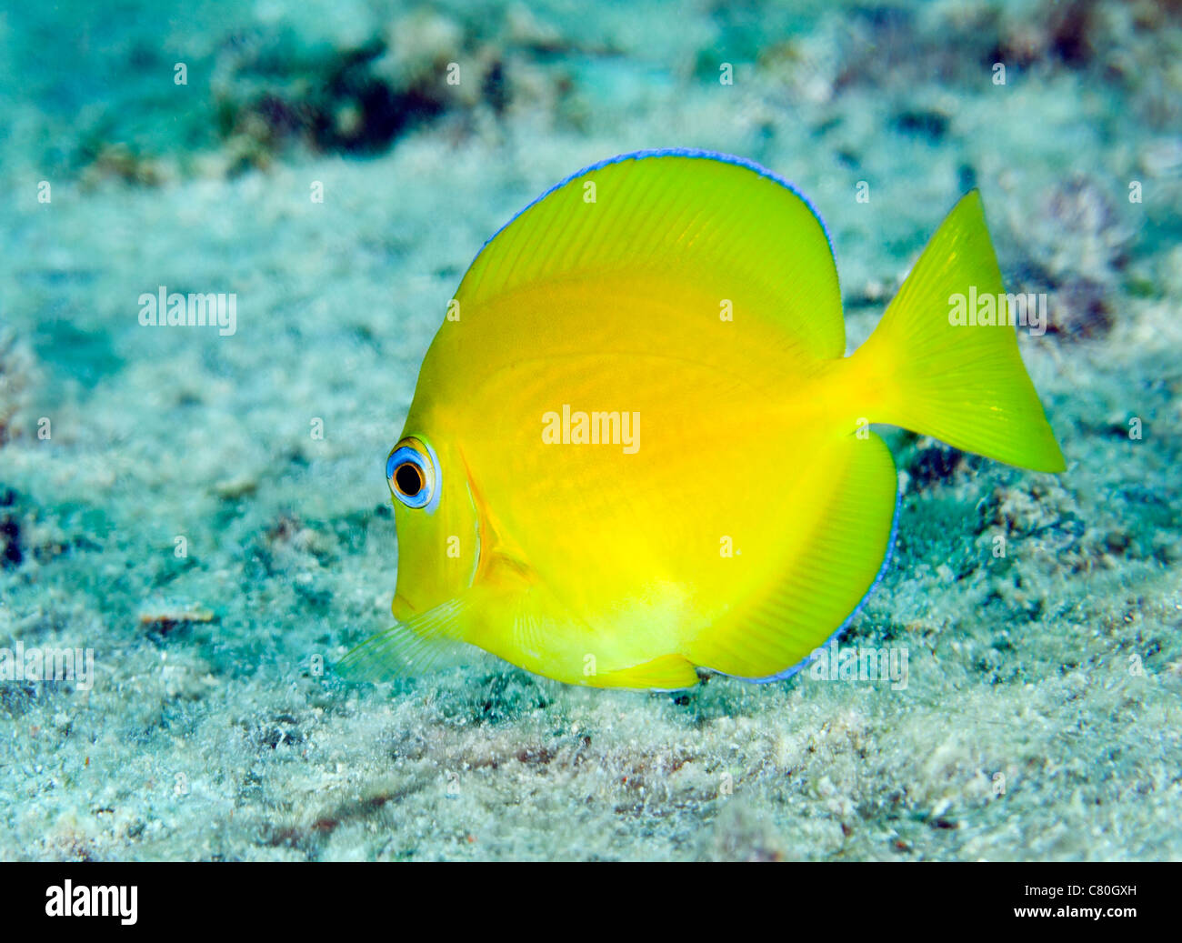 Eine juvenile Blue Tang Nahrungssuche, Key Largo, Florida. Stockfoto