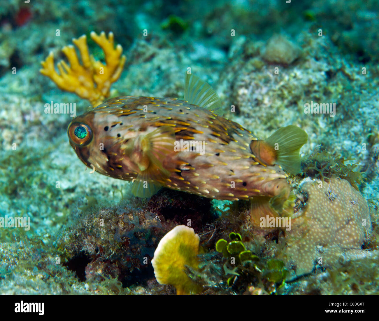 Ein langes-Spined Igelfischen, Key Largo, Florida. Stockfoto