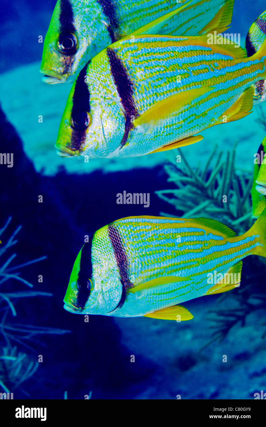 Ein Trio von Porkfish (Anisotremus Virginicus) schwimmen in der Strömung im Atlantischen Ozean vor der Küste von Key Largo, Florida. Stockfoto