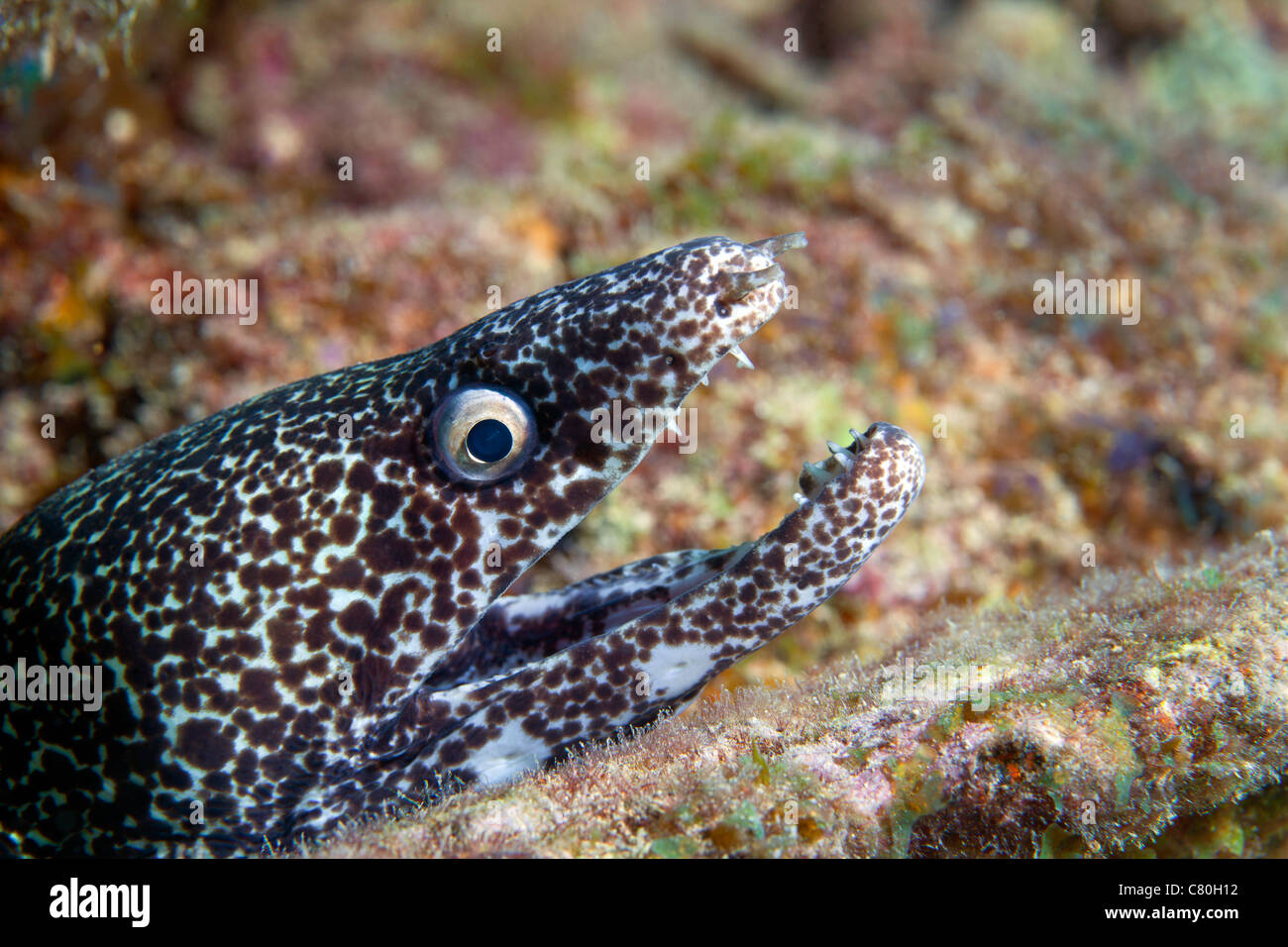 Nahaufnahme von einer Muräne gesichtet, mit offenem Mund, Key Largo, Florida. Stockfoto