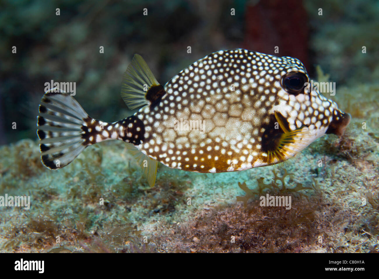 Eine gefleckte Trunkfish, Key Largo, Florida. Stockfoto