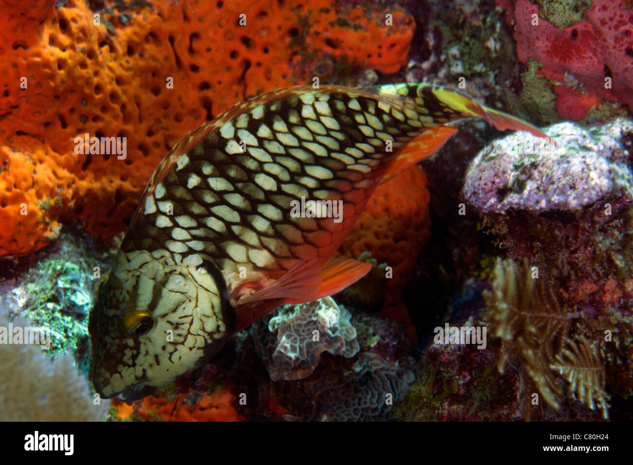 Stoplight Papageienfisch (Sparisoma Viride) Fütterung aus dem Korallenriff im Atlantischen Ozean vor der Küste Key Largo, Florida. Stockfoto