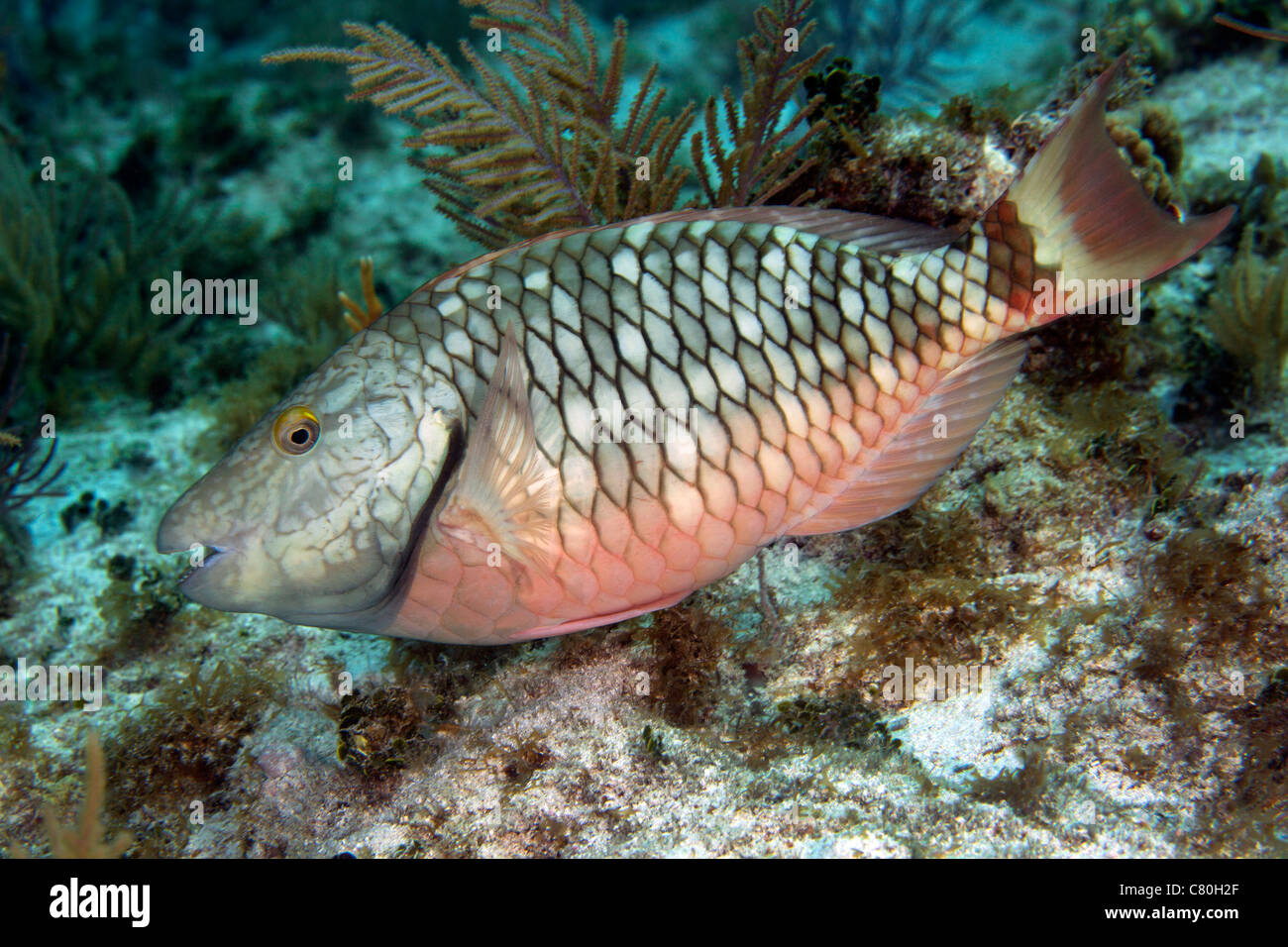 Stoplight Papageienfisch (Sparisoma Viride) Fütterung aus dem Korallenriff im Atlantischen Ozean vor der Küste Key Largo, Florida. Stockfoto