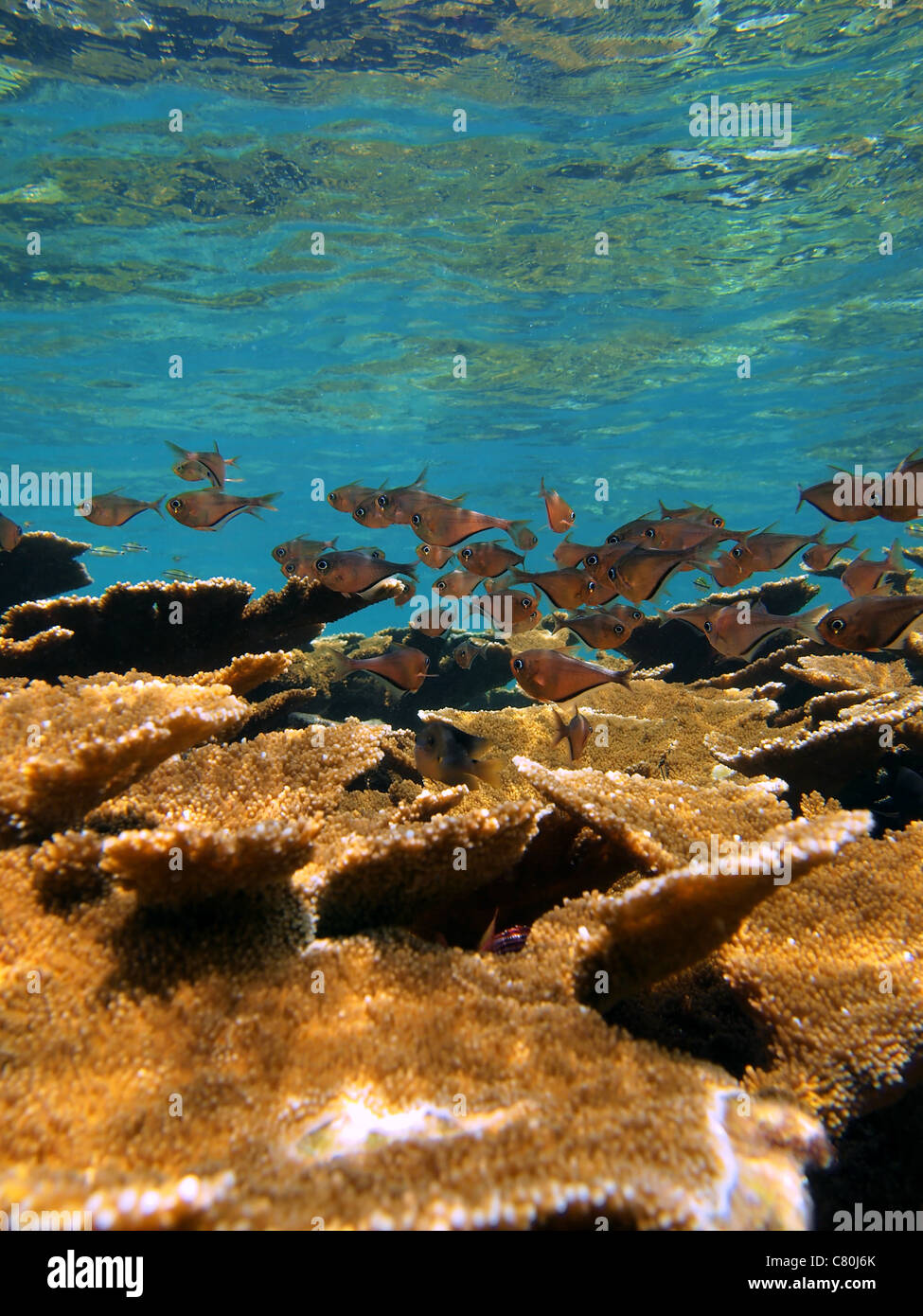 Elkhorn Korallenriff mit Schule der Glassy Kehrmaschine Fisch, Karibik, Bocas del Toro, Panama Stockfoto