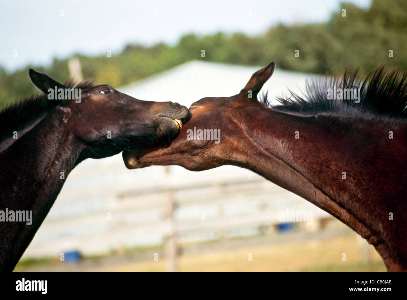 Zwei Vollblut Fohlen spielen und beißen auf Gesicht und Hals während begeistert, USA Stockfoto