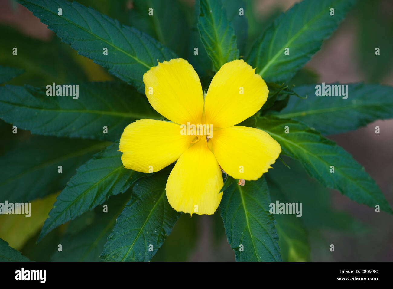 Turnera Ulmifolia. Gelbe Blume der Erle in Indien Stockfoto