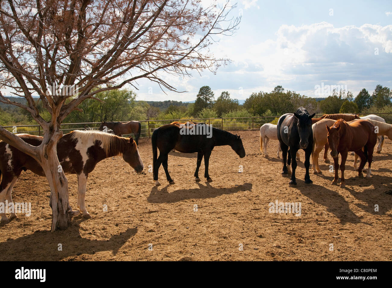 Pferdekoppel Stockfoto