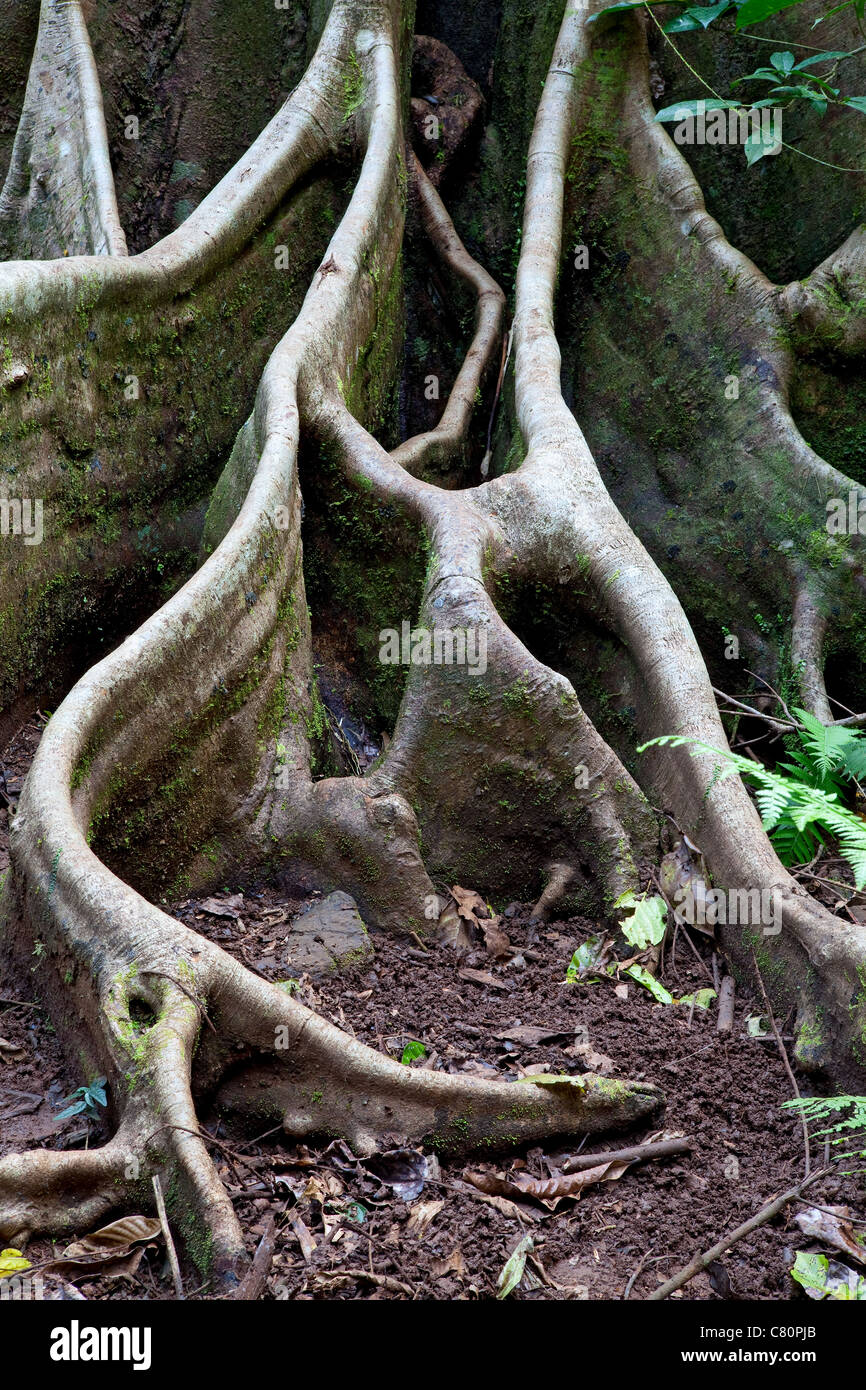 Detail Regenwald Baum Wurzeln tropischen Dschungel Muster Stockfoto