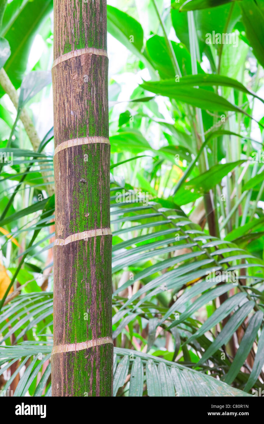 unberührten Regenwald Hintergrund, Palm Tree Detail der exotischen Dschungel Reinheit und wilde Wildnis Primärregenwald Stockfoto