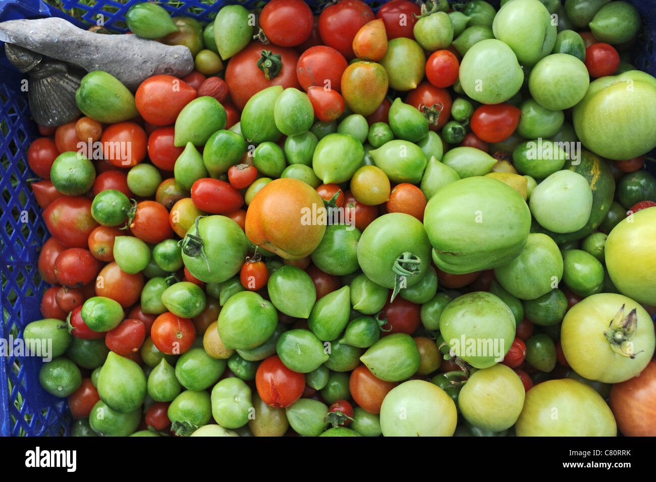 Ernte von grünen und roten Tomaten aus einer Zuteilung Stockfoto