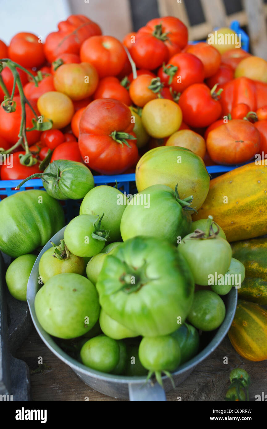 Ernte von grünen und roten Tomaten aus einer Zuteilung Stockfoto