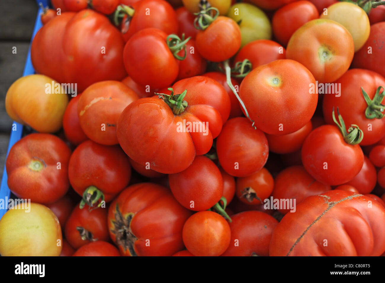 Ernte von grünen und roten Tomaten aus einer Zuteilung Stockfoto