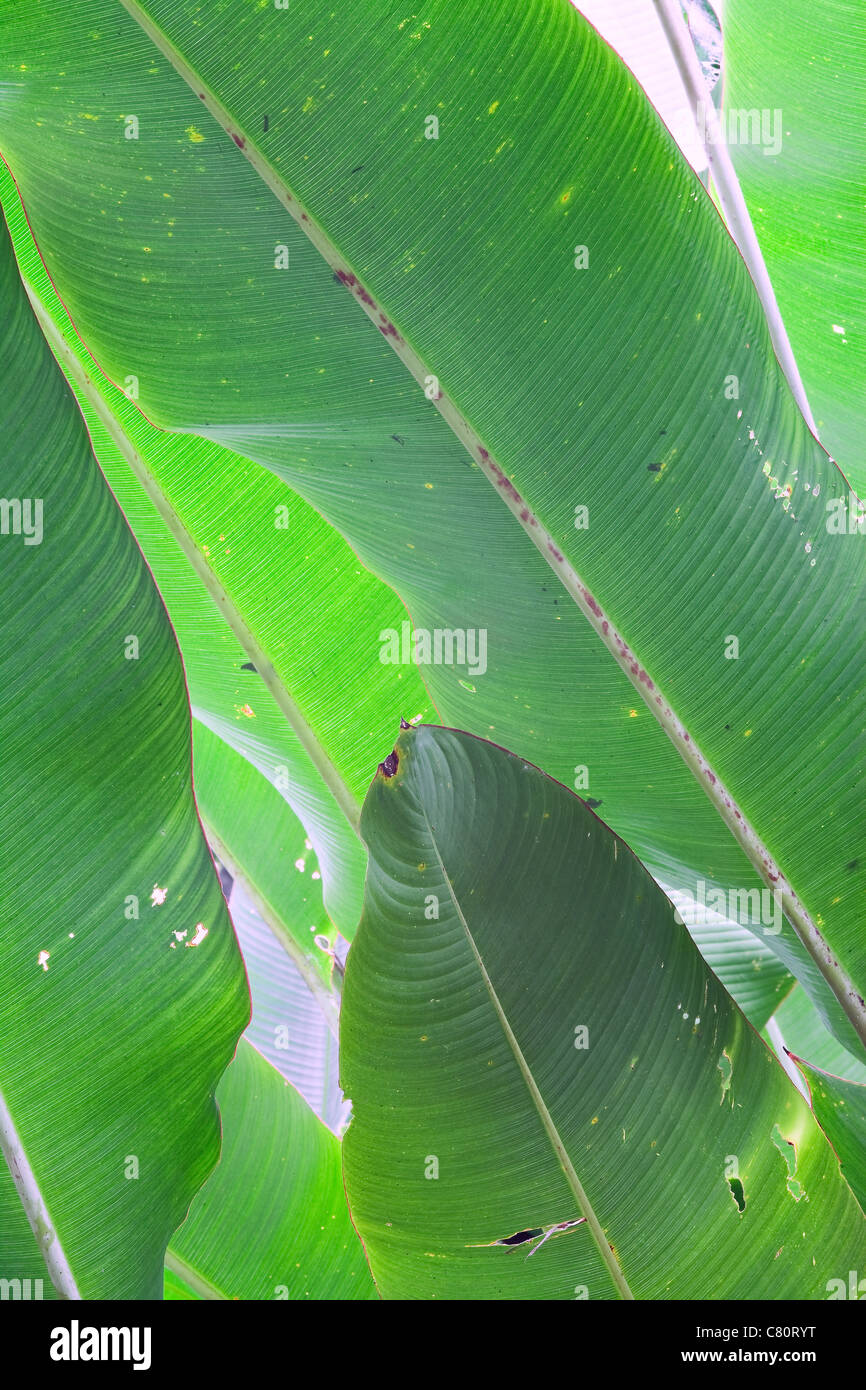 Banane sonne -Fotos und -Bildmaterial in hoher Auflsung  Alamy