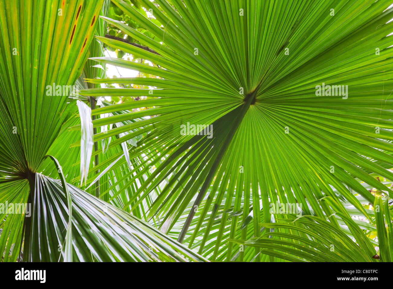 Palm Leaf Detail exotischen tropischen Dschungel Regenwald Hintergrundmuster mit Linien lebendigen grünen Farben im Regenwald Stockfoto