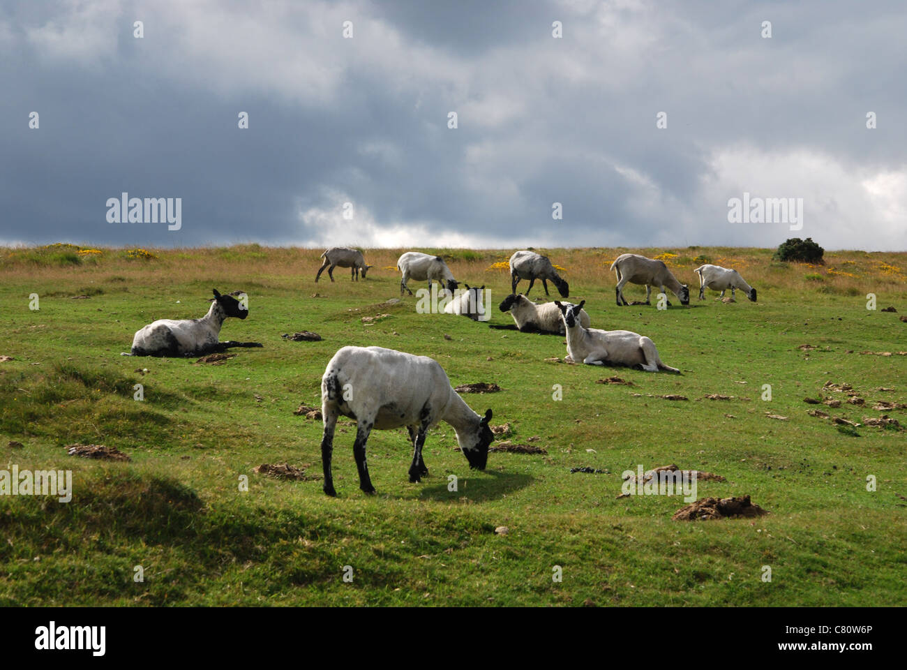 Dartmoor Schafe entlang B3212 in Richtung Postbridge, Devon UK Stockfoto