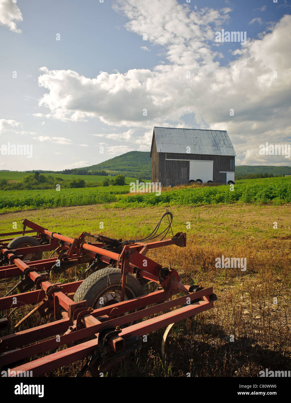 Kartoffelfeld und alte hölzerne Scheune in Carleton County New Brunswick Kanada Stockfoto