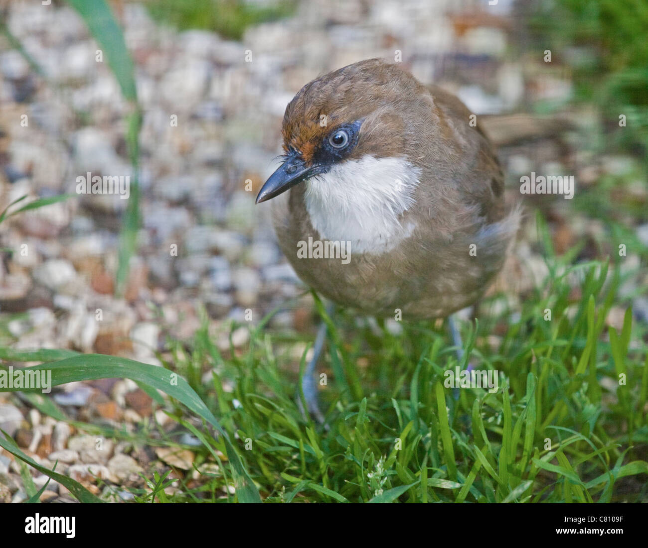 Weiße-Throated Laughingthrush (Garrulax Albogularis) Stockfoto