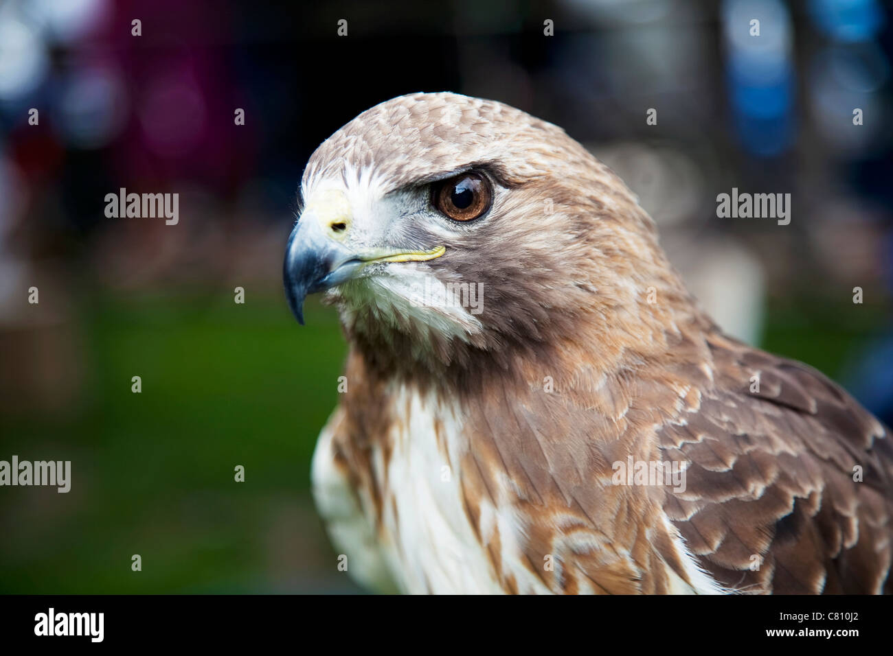 Nahaufnahme der Adlerkopf. Stockfoto