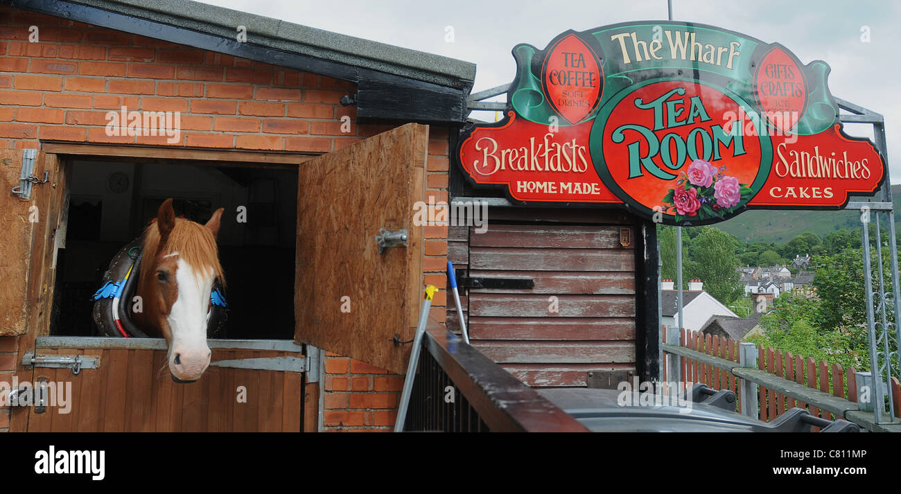 EINES DER PFERDE, DIE DIE SCHIFFE ENTLANG DES KANALS IN LLANGOLLEN, WALES ZIEHEN SIEHT AUS SEINEM STALL UNTER DER WHARF TEE ZIMMER SIG Stockfoto