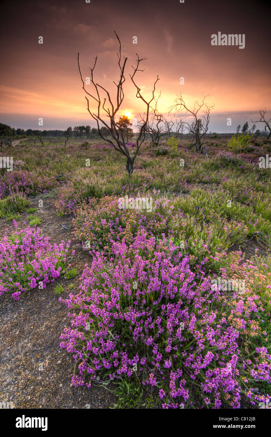Thursley gemeinsamen National Nature Reserve, Thursley, Surrey, UK Stockfoto