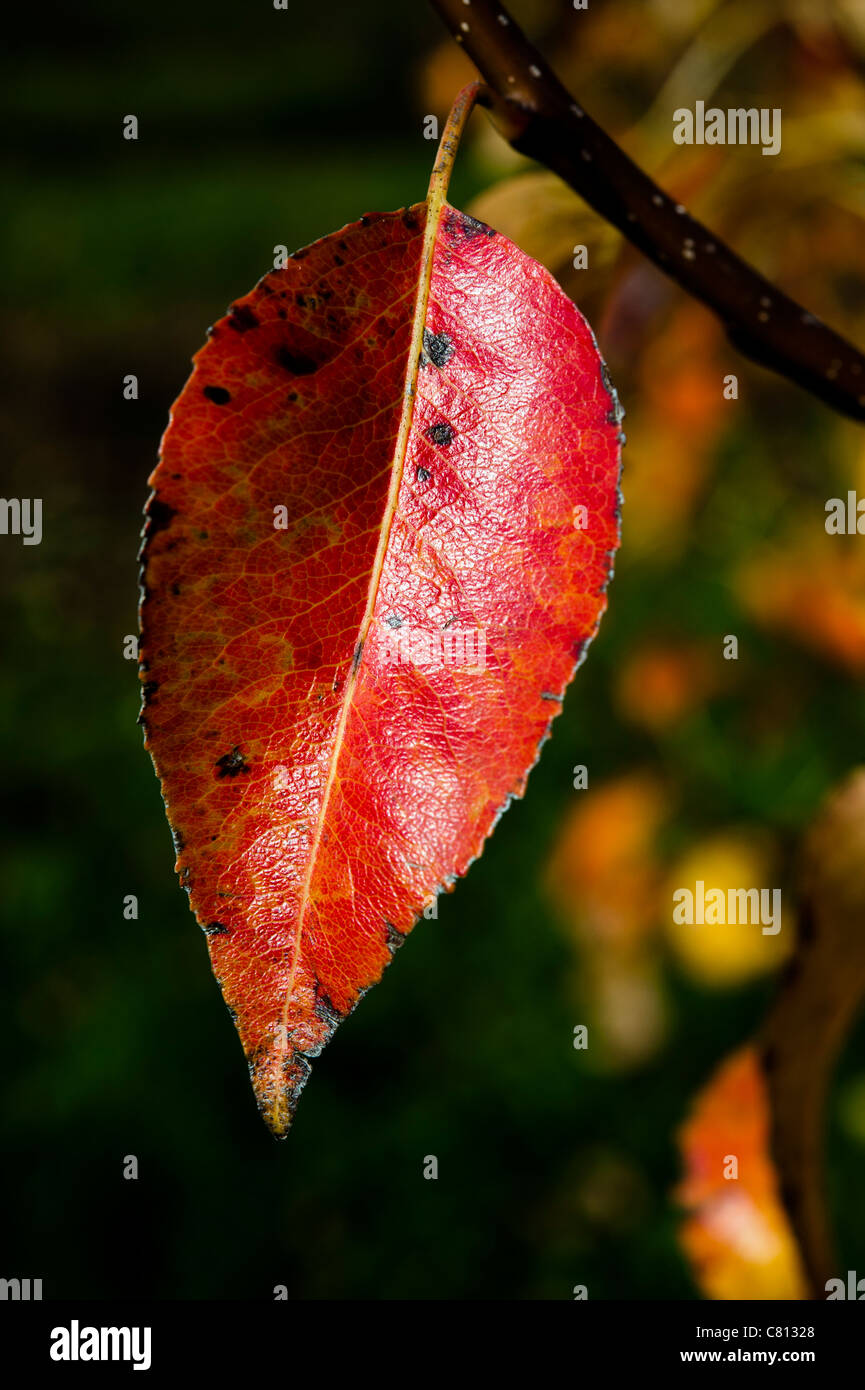 Herbst im schönen rot und Gold lassen Farben in der Sonne.  Ein Apfel-Blatt in einem Obstgarten Stockfoto