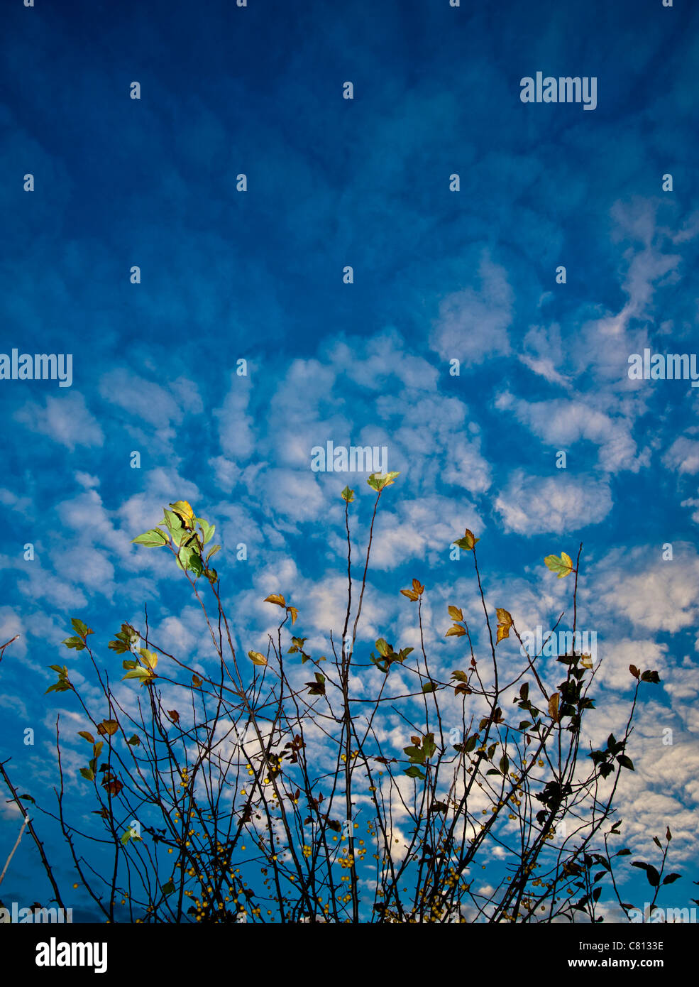 Blauer Himmel mit weißen Wolken mit Frucht Baum Laub im Vordergrund Stockfoto